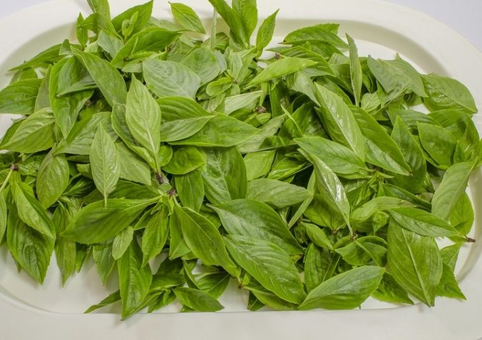 九層塔收成時機 九層塔收成時機