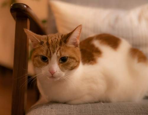 山東獅子貓 山東獅子貓