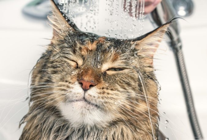 貓咪洗澡步驟 貓咪洗澡步驟