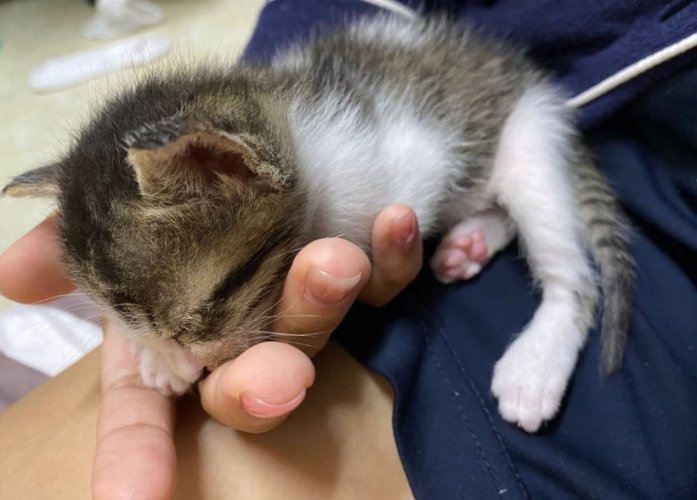 貓咪腸胃保健 貓咪腸胃保健