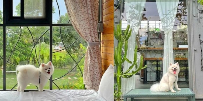 寵物友善民宿推薦 寵物友善民宿推薦