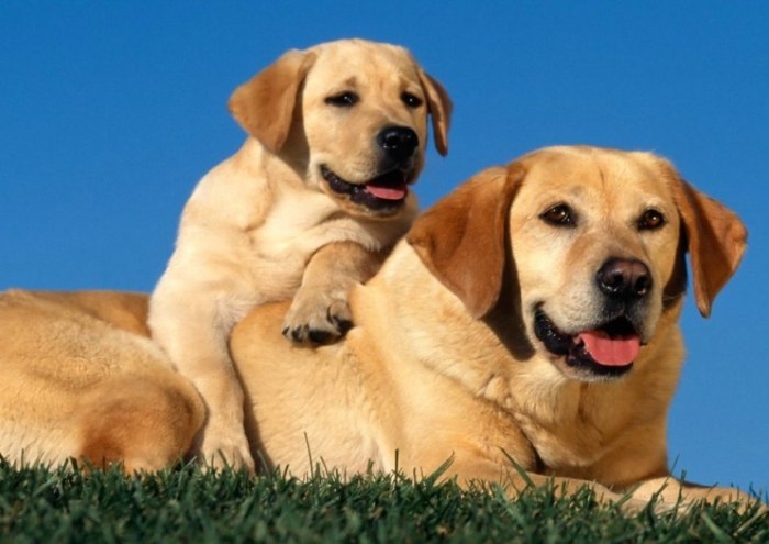 適合新手的狗 適合新手的狗