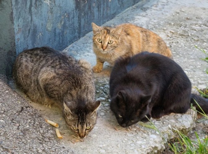 流浪貓餵食頻率