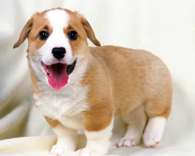 小狗訓練 小狗訓練