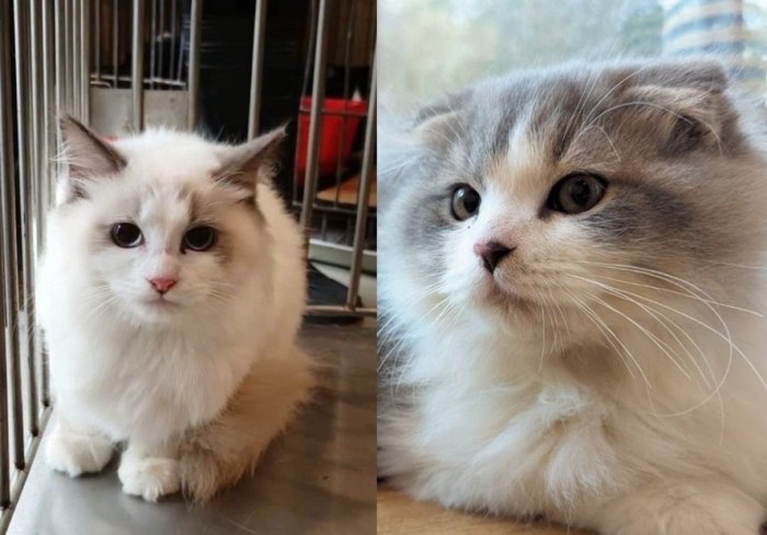 領養貓咪預算 領養貓咪預算