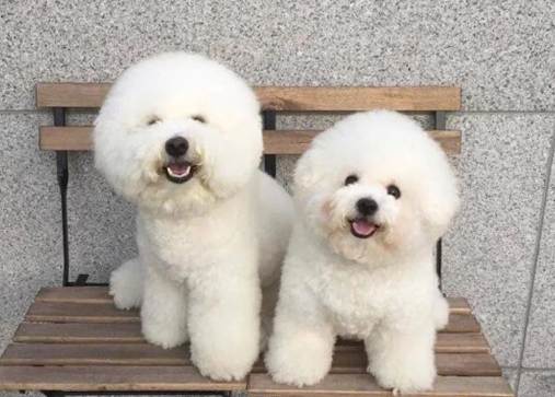 比熊犬特性 比熊犬特性