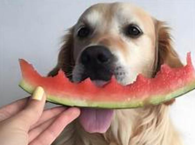 狗吃西瓜籽 狗吃西瓜籽