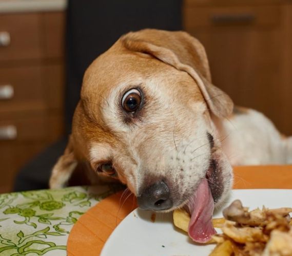 魚油對狗的好處