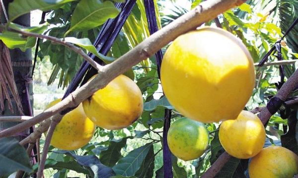 糖尿病吃黃金果 糖尿病吃黃金果