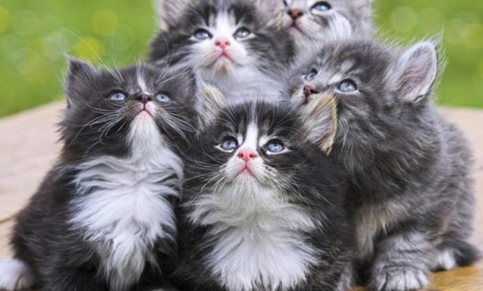 貓吐黃水原因 貓吐黃水原因