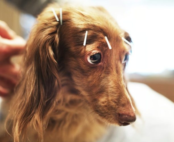 狗針灸不良反應 狗針灸不良反應