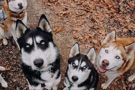 哈士奇訓練 哈士奇訓練