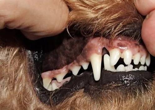 狗牙健康 狗牙健康