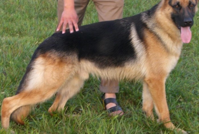 狗中毒急救 狗中毒急救