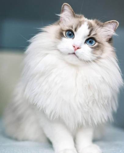 布偶貓介紹