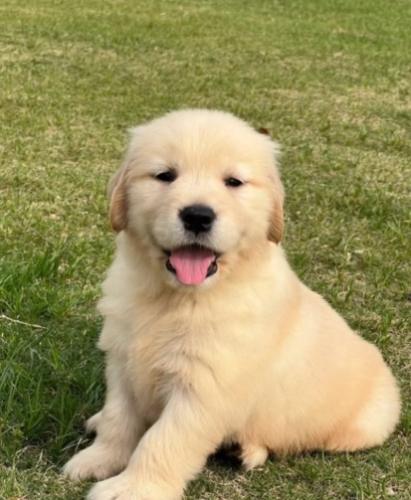 黃金獵犬健康問題 黃金獵犬健康問題