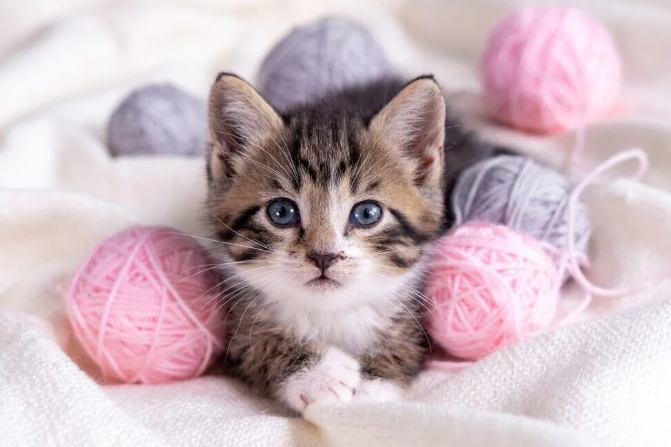 領養貓流程 領養貓流程