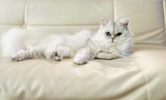 波斯貓性格特點 波斯貓性格特點