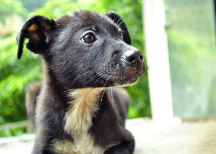 台灣流浪狗認養 台灣流浪狗認養