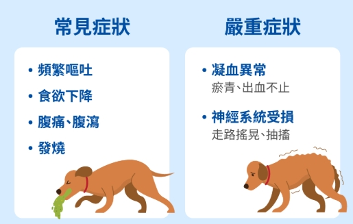 狗狗胰腺炎症狀 狗狗胰腺炎症狀