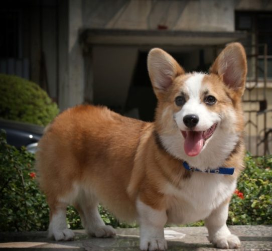 柯基犬缺點 柯基犬缺點