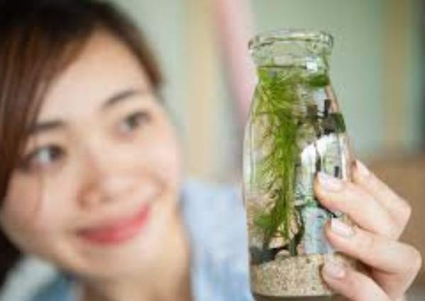 水草養殖技巧 水草養殖技巧