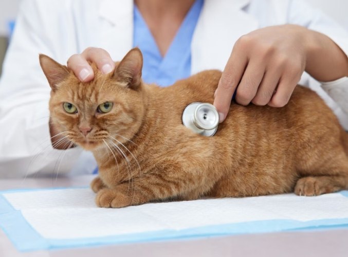 貓癬傳染人 貓癬傳染人