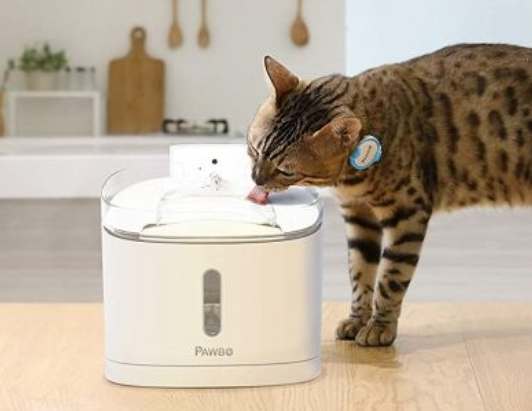 粟米鬚水對貓的影響