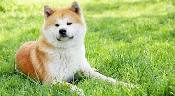 秋田犬性格特點 秋田犬性格特點