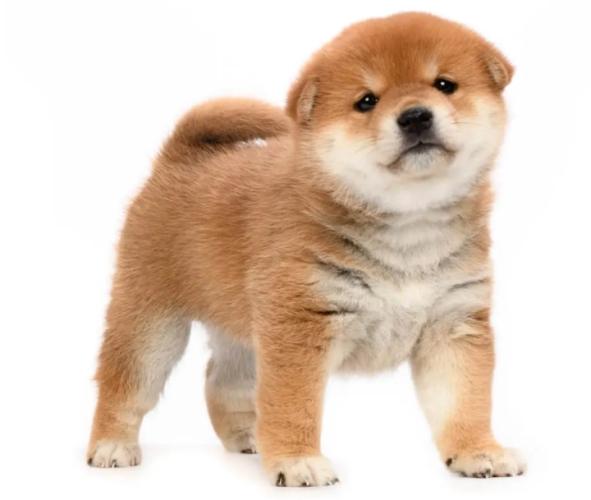 柴犬幾個月停止生長 柴犬幾個月停止生長