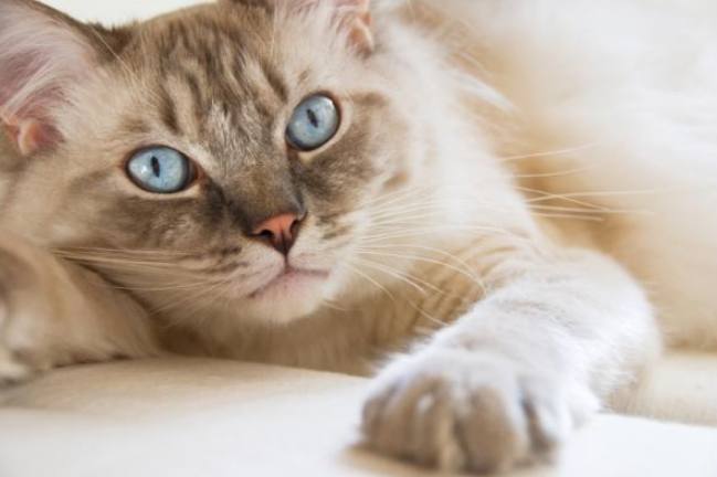 貓嘔吐但活潑 貓嘔吐但活潑