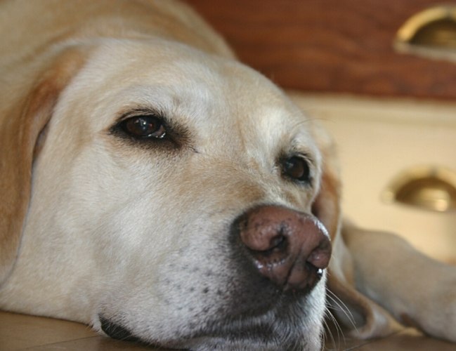 狗狗鼻竇炎症狀 狗狗鼻竇炎症狀