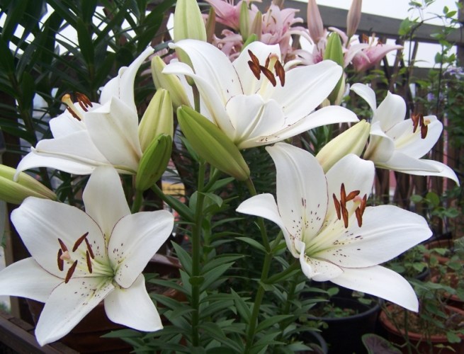 百合花毒性 百合花毒性