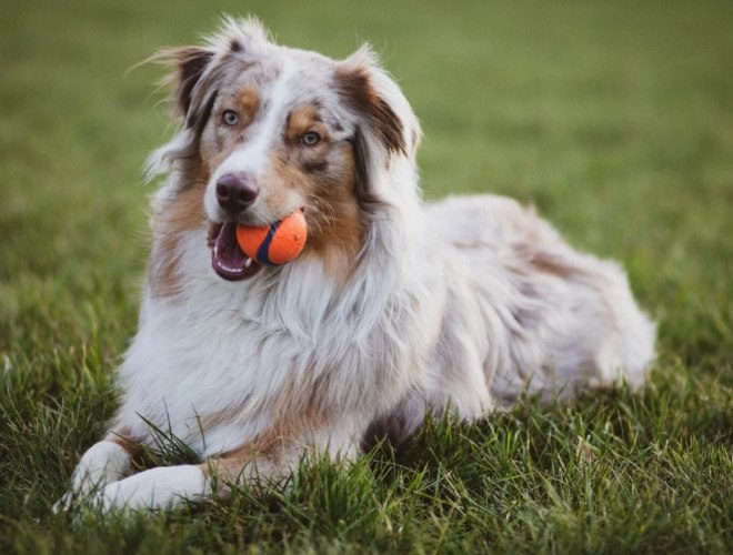 邊境牧羊犬聰明度 邊境牧羊犬聰明度
