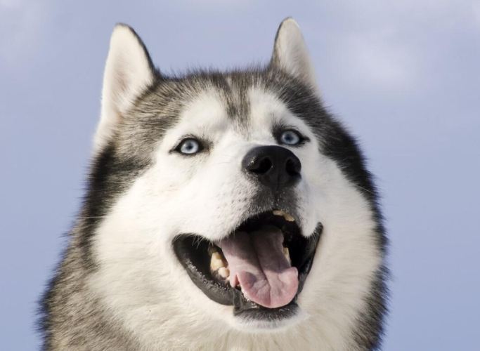 哈士奇饲养难度 哈士奇饲养难度