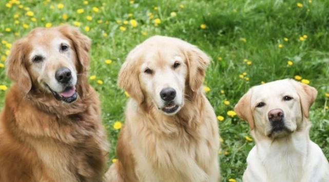 家庭犬选择 家庭犬选择