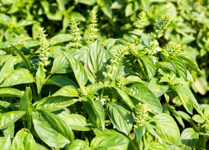 九層塔採收技巧 九層塔採收技巧