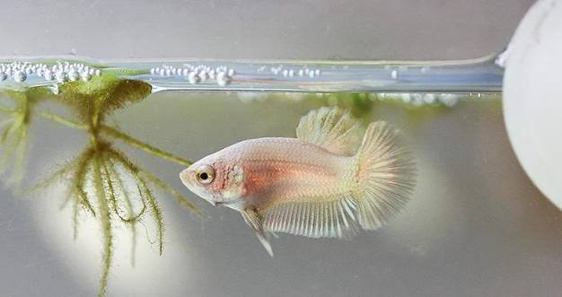 鬥魚換水 鬥魚換水