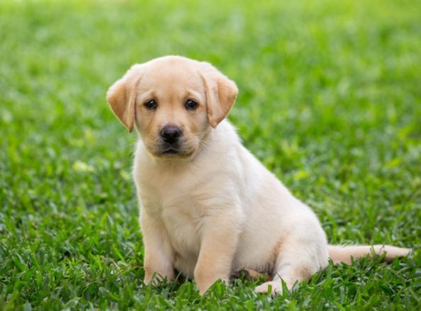 新手養狗指南 新手養狗指南