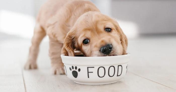 幼犬照顧 幼犬照顧