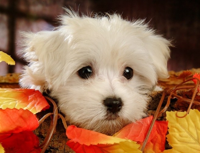 狗狗臨終照顧 狗狗臨終照顧