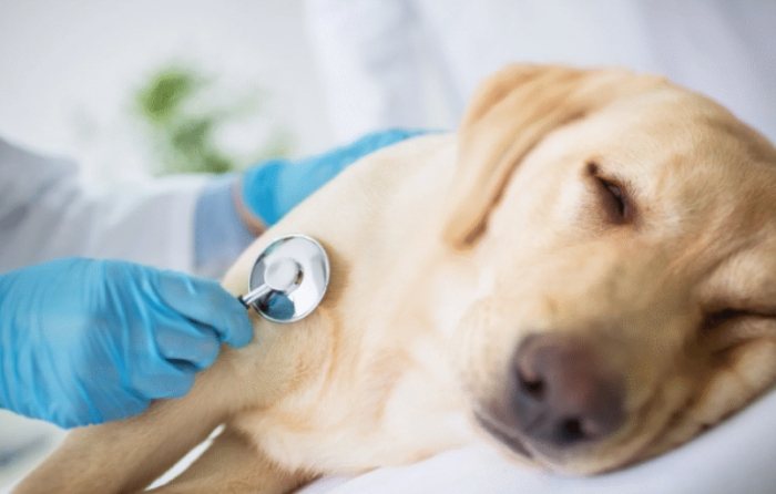 狗狗胰臟炎治療時間 狗狗胰臟炎治療時間