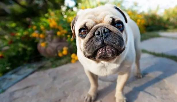 洋蔥對狗的影響 洋蔥對狗的影響