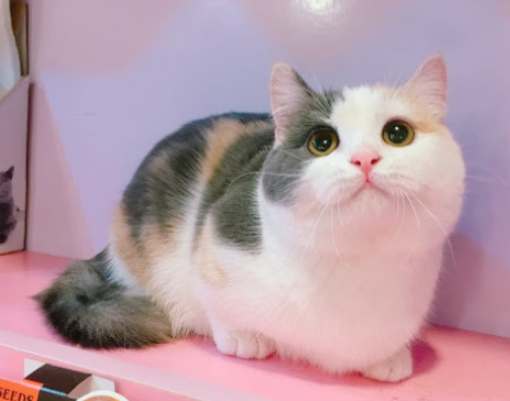 短腿貓照顧 短腿貓照顧