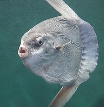 八景島海洋樂園 八景島海洋樂園