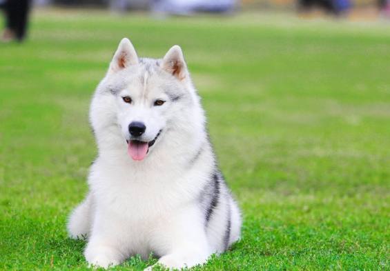 哈士奇飼養注意事項 哈士奇飼養注意事項