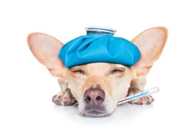 狗感冒傳染人 狗感冒傳染人