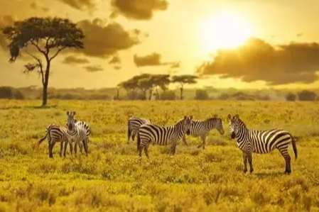 野生動物旅行準備 野生動物旅行準備