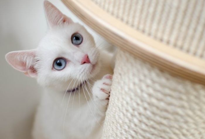 貓的日常習慣 貓的日常習慣