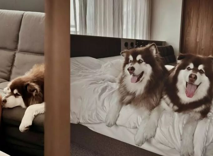 尖石寵物友善民宿 尖石寵物友善民宿